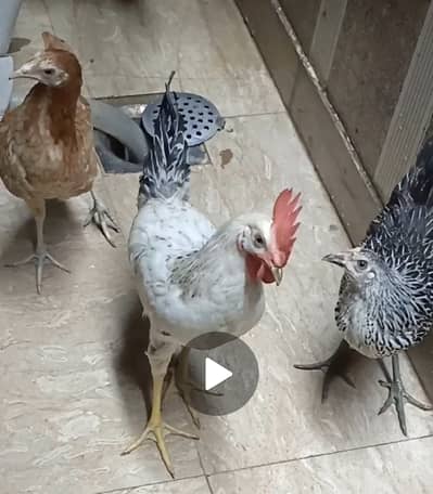 Hens 3 and one cage