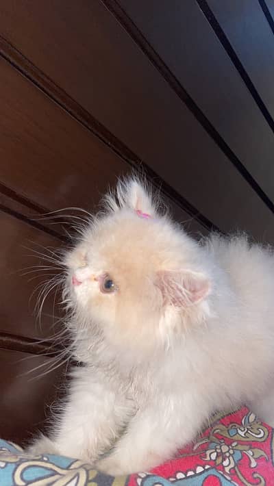 *Female Persian Doll Face Cat*