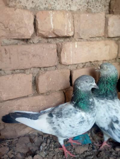 gold pigeon