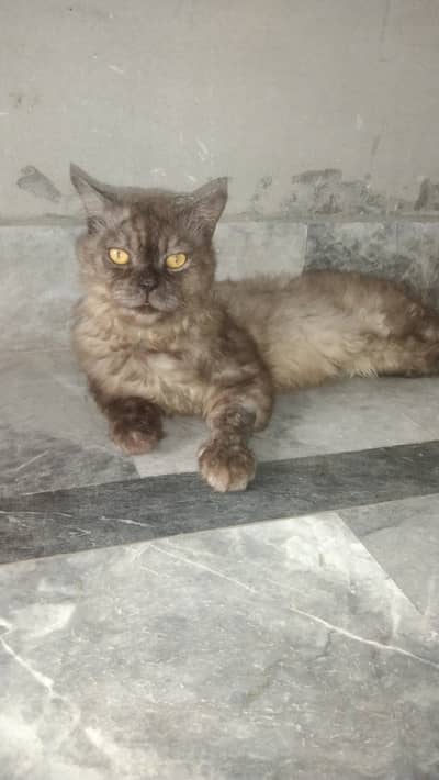 Male Persian Cat for Sale | Healthy Adult | Long Hair