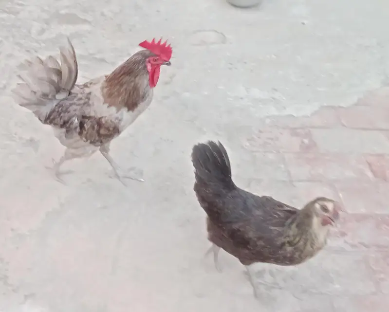 Grey Rooster and Black Hen Age 1year Eggs laying