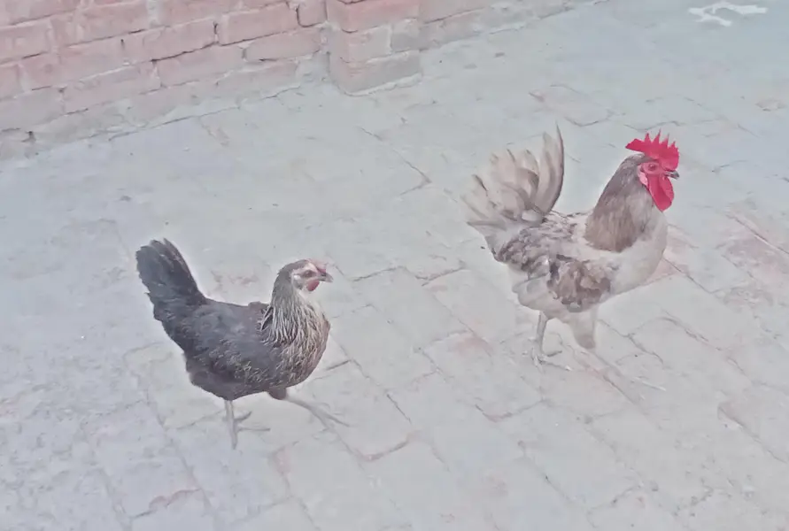 Grey Rooster and Black Hen Age 1year Eggs laying — photo 2