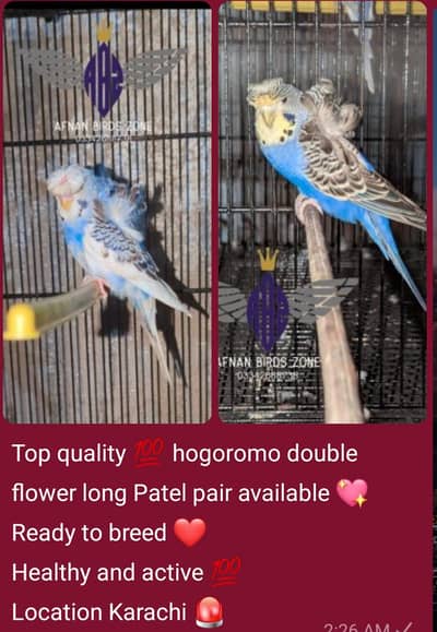 hogoromo and Rainbow pair