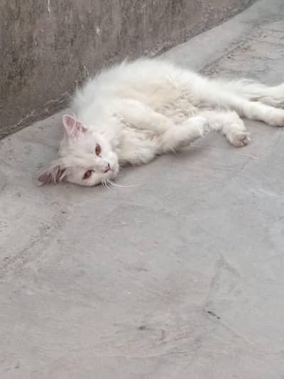 Baron eyes snow whait name he