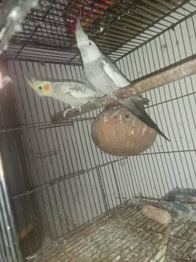 Cocktail breeder pair