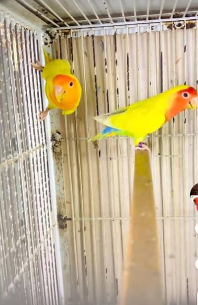 Rozicoli voillet opline Breeder pair high quality