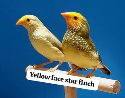 All Finch  Parson, Star Owl, Albino Cutthroat, Dimond, shaftail,goldia