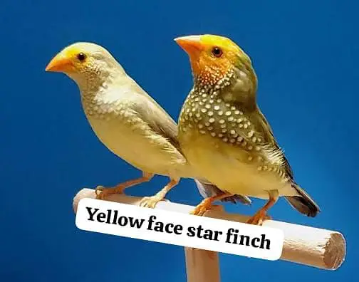 All Finch  Parson, Star Owl, Albino Cutthroat, Dimond, shaftail,goldia