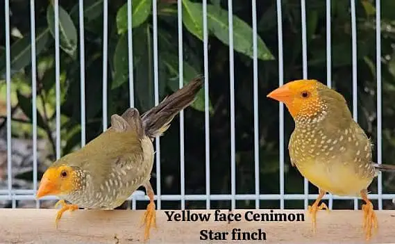 All Finch  Parson, Star Owl, Albino Cutthroat, Dimond, shaftail,goldia — photo 2