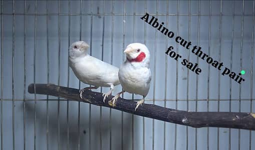 All Finch  Parson, Star Owl, Albino Cutthroat, Dimond, shaftail,goldia
