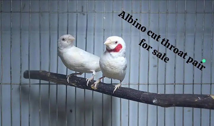 All Finch  Parson, Star Owl, Albino Cutthroat, Dimond, shaftail,goldia — photo 3
