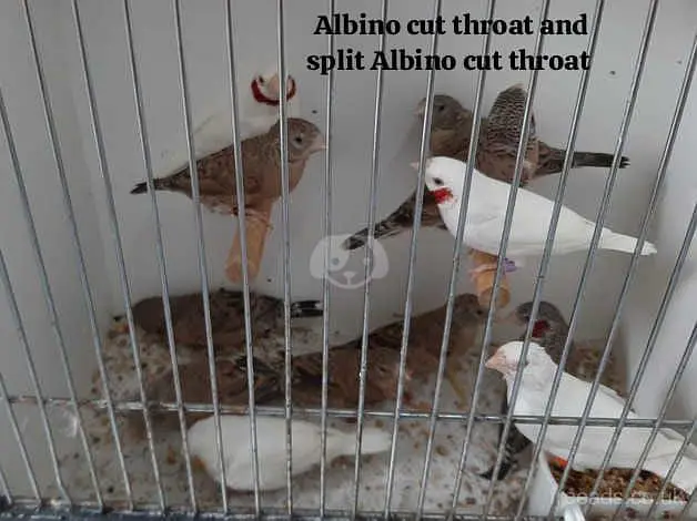 All Finch  Parson, Star Owl, Albino Cutthroat, Dimond, shaftail,goldia — photo 4