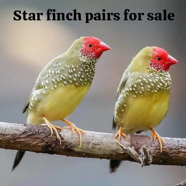 All Finch  Parson, Star Owl, Albino Cutthroat, Dimond, shaftail,goldia — photo 5