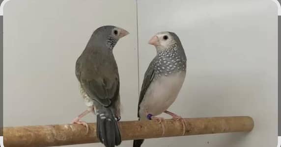 All Finch  Parson, Star Owl, Albino Cutthroat, Dimond, shaftail,goldia