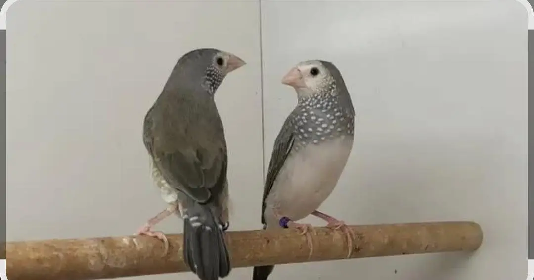 All Finch  Parson, Star Owl, Albino Cutthroat, Dimond, shaftail,goldia — photo 6