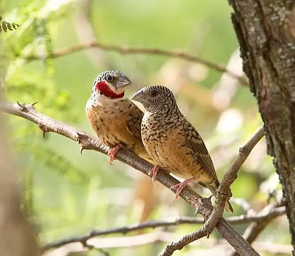 All Finch  Parson, Star Owl, Albino Cutthroat, Dimond, shaftail,goldia — photo 7
