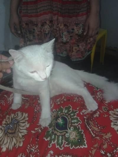 Rashian white cat