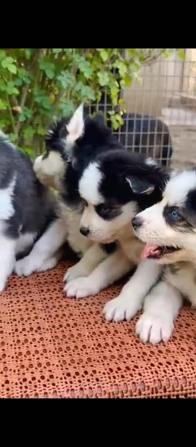 SIBERIAN HUSKY PUPPIES