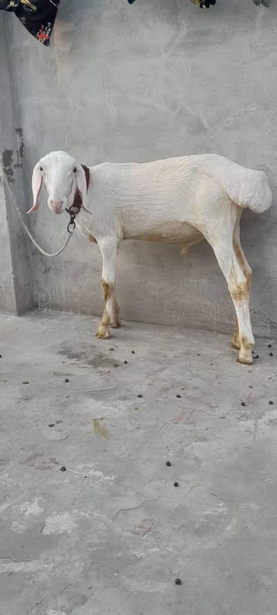 MashaAllah Talagangi gulabi dumba or kajla bacha for sale