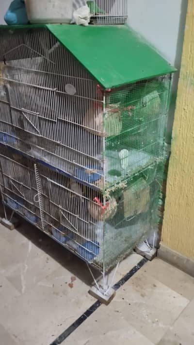 BIRDS With Cage