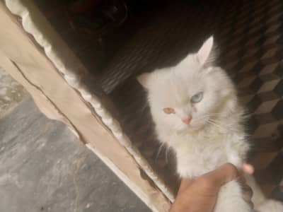 Persian cat double colour Eyes
