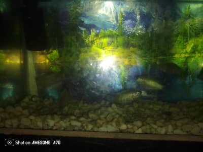 aquarium and 6 fish and table for sale