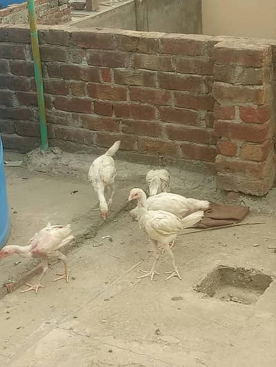 Aseel Heera  3 Months  k h for sale  1 pic 3500