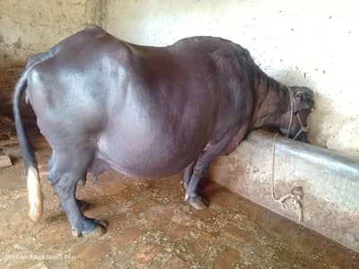 buffalo