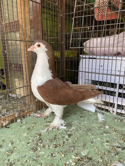 Sherazi breeder female