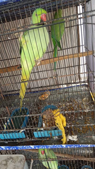 green parrots