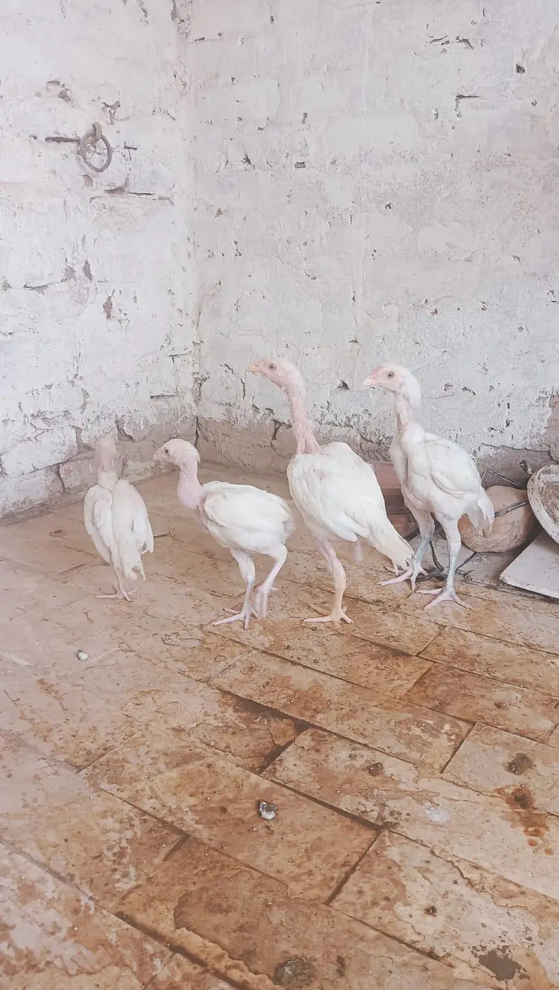 Heerà Aseel chick  — photo 2