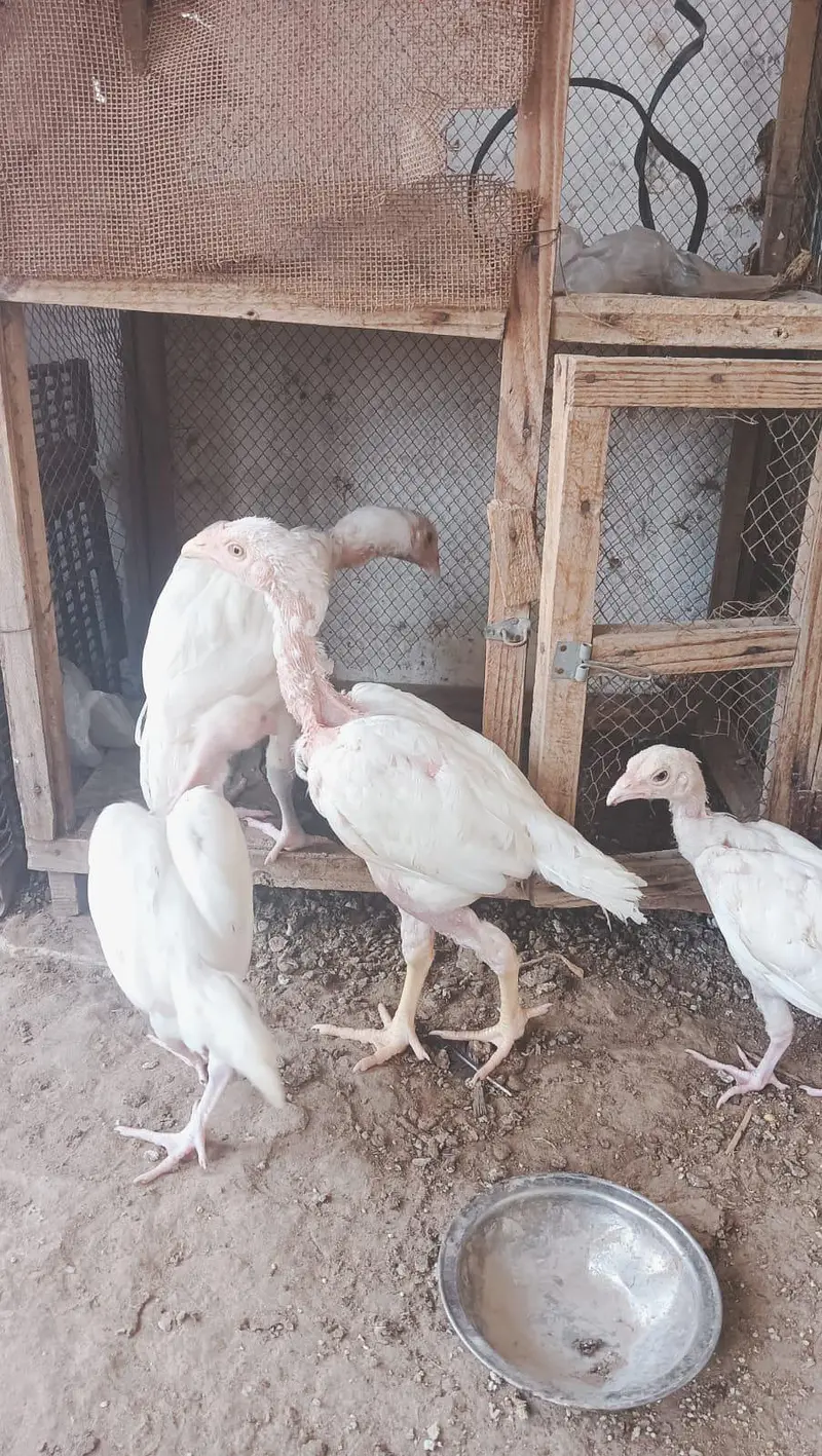 Heerà Aseel chick  — photo 3