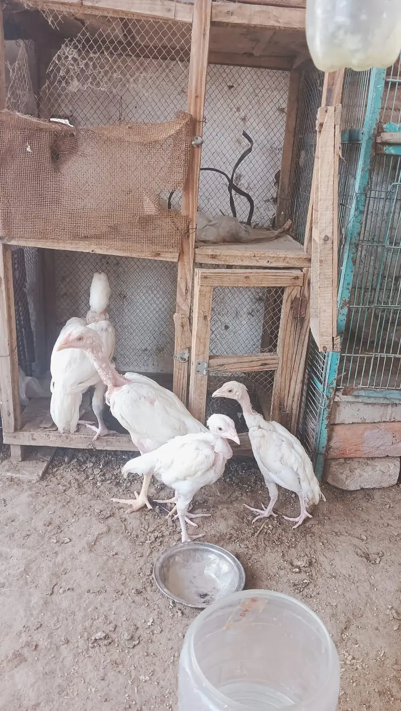 Heerà Aseel chick  — photo 4