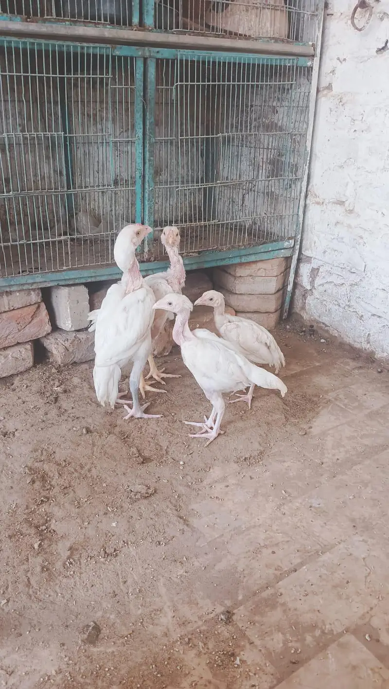 Heerà Aseel chick  — photo 5