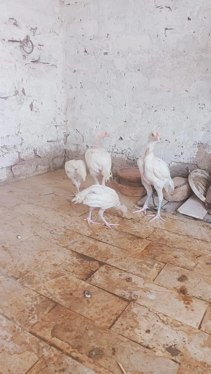 Heerà Aseel chick  — photo 6