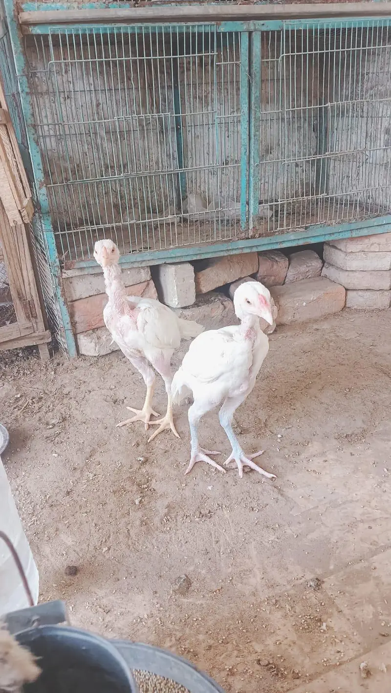 Heerà Aseel chick  — photo 7