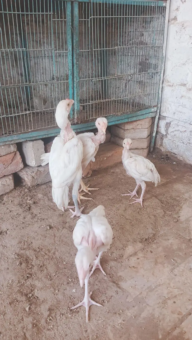 Heerà Aseel chick  — photo 8