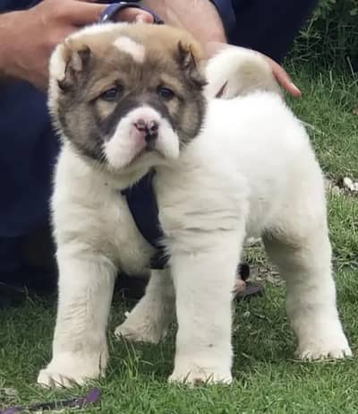 Alabai dabal hadi Havey bone stacture security dogs for sale security