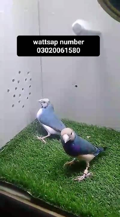 finches