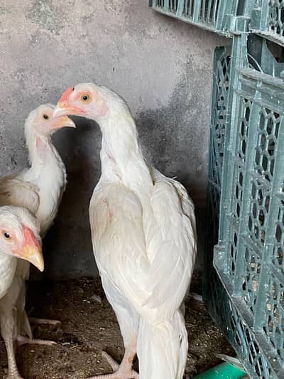 aseel heera White heera 3 mah ke pair only 8000 R's per pair