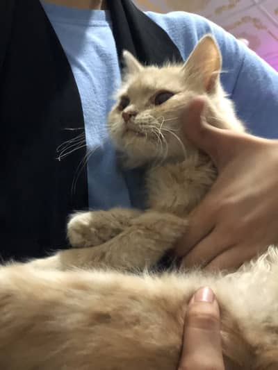 Persian cat female