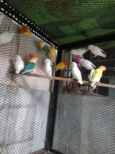 love bird brider pair healthy and active with D. N. A