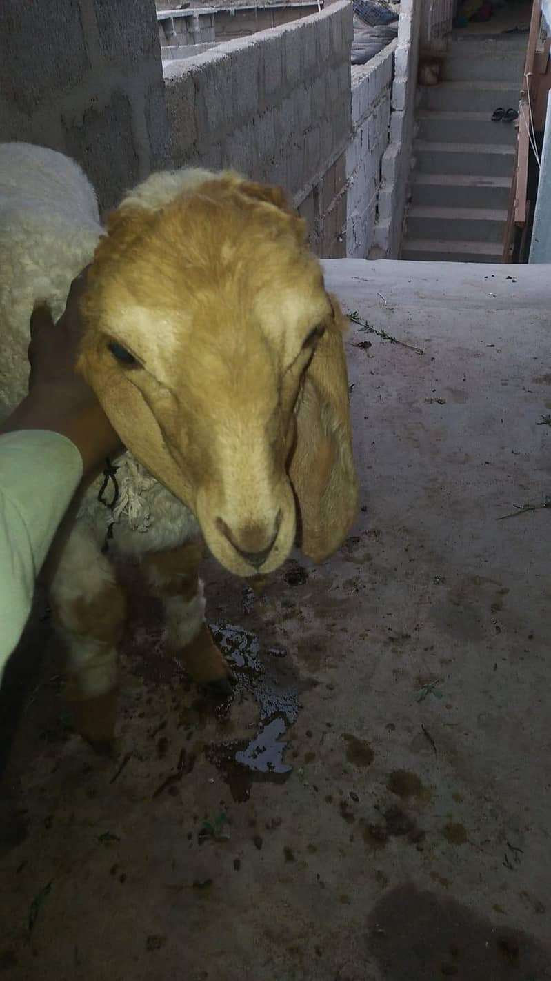 dumba 1