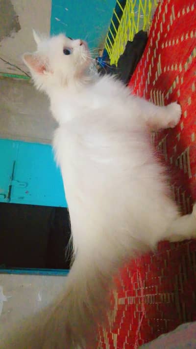 urgently sale