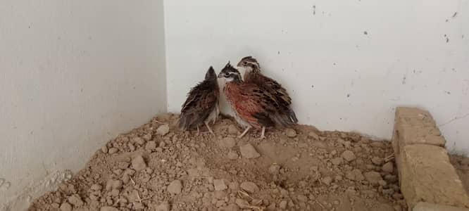 bobwhite