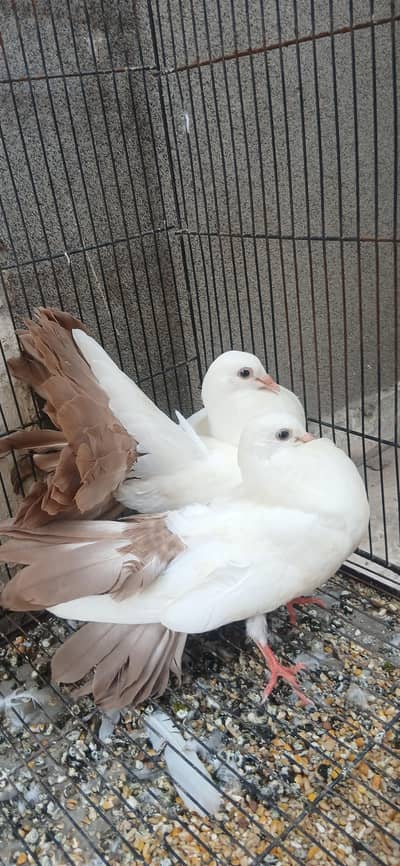 pegions