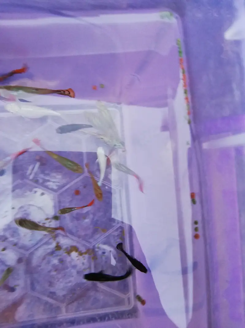 Fishes