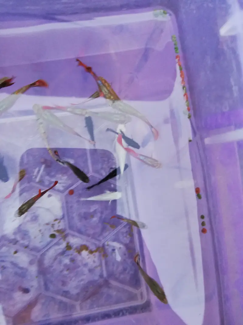 Fishes — photo 2