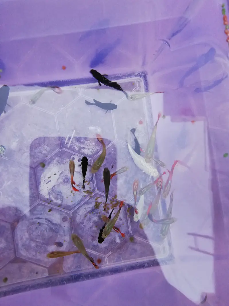 Fishes — photo 5