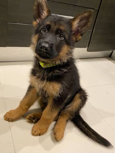 German Shepherd GSD Puppy for sale